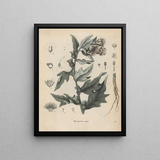 Friedrich Berge - GiftpflanzenBuch Pl31.webp
