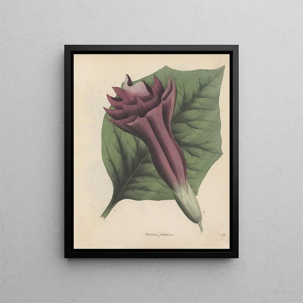 Livre sur les plantes toxiques Pl32 - Friedrich Berge — kehystetty taideteos seinällä