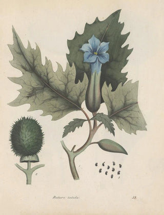 Friedrich Berge - GiftpflanzenBuch Pl33.webp