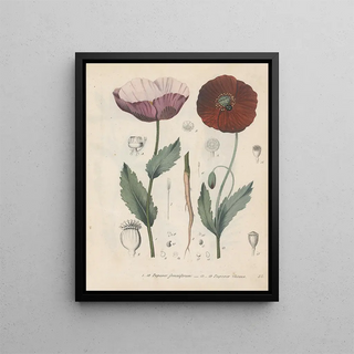 Friedrich Berge - GiftpflanzenBuch Pl34.webp