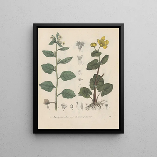Friedrich Berge - GiftpflanzenBuch Pl36.webp