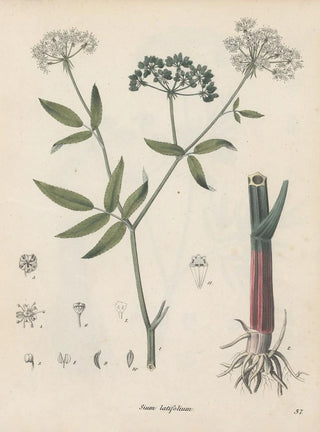 Friedrich Berge - GiftpflanzenBuch Pl37.webp