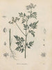 Livre sur les plantes toxiques Pl39 - Friedrich Berge — näkymä teoksesta