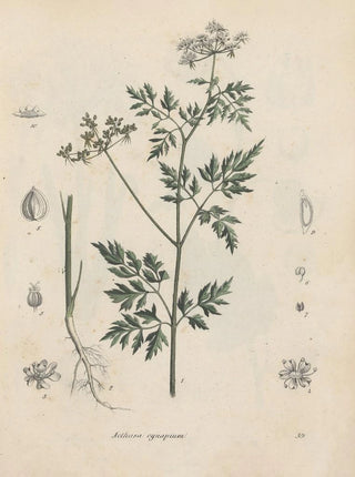 Friedrich Berge - GiftpflanzenBuch Pl39.webp