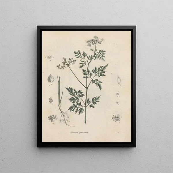 Livre sur les plantes toxiques Pl39 - Friedrich Berge — kehystetty taideteos seinällä