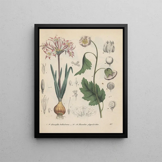 Friedrich Berge - GiftpflanzenBuch Pl40.webp