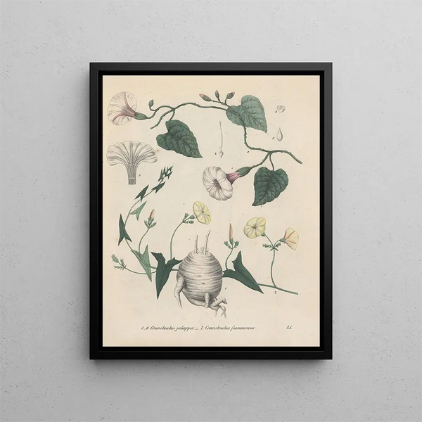 Friedrich Berge - GiftpflanzenBuch Pl41.webp