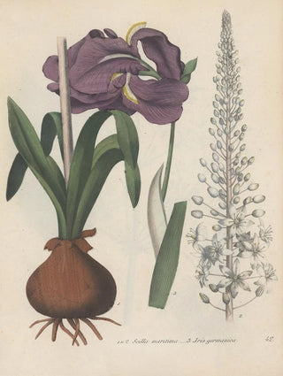 Friedrich Berge - GiftpflanzenBuch Pl42.webp