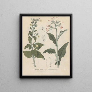 Friedrich Berge - GiftpflanzenBuch Pl44.webp