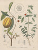 Livre sur les plantes toxiques Pl49 - Friedrich Berge — näkymä teoksesta