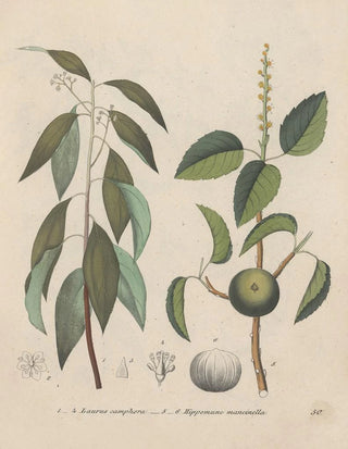 Friedrich Berge - GiftpflanzenBuch Pl50.webp