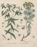 Livre sur les plantes toxiques Pl51 - Friedrich Berge — näkymä teoksesta