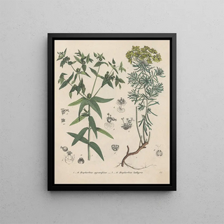 Friedrich Berge - GiftpflanzenBuch Pl51.webp