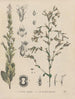Livre sur les plantes toxiques Pl56 - Friedrich Berge — näkymä teoksesta