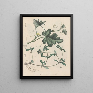 Friedrich Berge - GiftpflanzenBuch Pl59.webp