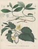 Livre des plantes toxiques Pl61 - Friedrich Berge — näkymä teoksesta