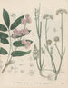 Livre des plantes toxiques Pl62 - Friedrich Berge — näkymä teoksesta