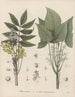 Livre des plantes toxiques Pl63 - Friedrich Berge — näkymä teoksesta
