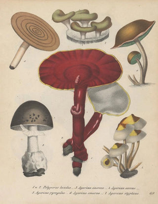Friedrich Berge - GiftpflanzenBuch Pl69.webp