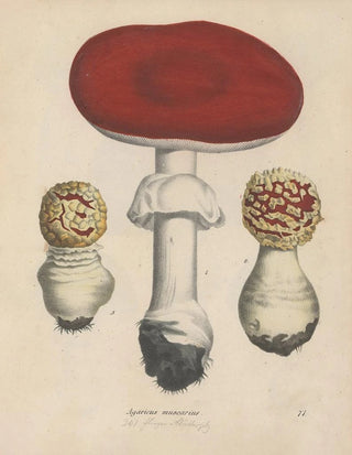 Friedrich Berge - GiftpflanzenBuch Pl71.webp