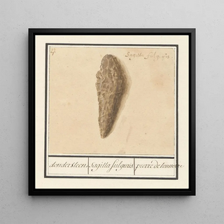 Anselmus Botius de Boodt - Fulguriet of bliksembuis dondersteen sagitta fulguris pierre detonnerre.webp