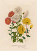 Chrysanthemum indicum armeniacum - Gaetano Savi — näkymä teoksesta