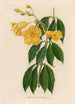 Allamanda cathartica - Gaetano Savi — näkymä teoksesta