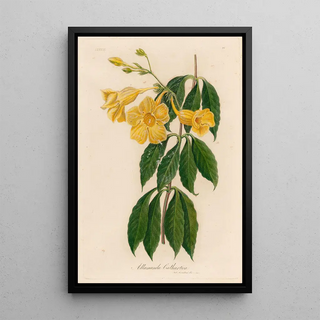 Gaetano Savi - Allamanda Cathartica.webp