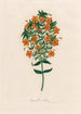 Anagallis collina - Gaetano Savi — näkymä teoksesta