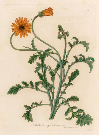 Gaetano Savi - Aretotis aspera flore aureo.webp