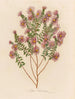 Aster sericeus - Gaetano Savi — näkymä teoksesta