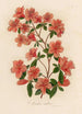 Azalea indica - Gaetano Savi — näkymä teoksesta