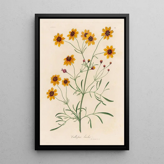 Gaetano Savi - Calliopsis bicolor.webp