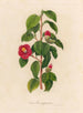 Camellia japonica - Gaetano Savi — näkymä teoksesta