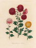 Chrysanthème indica - Gaetano Savi — näkymä teoksesta