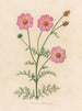Cosmos bipinnatus - Gaetano Savi — näkymä teoksesta