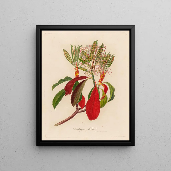 Gaetano Savi - Crateagus glabra.webp