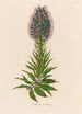Echium candicans - Gaetano Savi — näkymä teoksesta