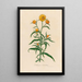 Elichrysum bracteatum - Gaetano Savi — kehystetty taideteos seinällä