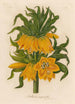 Fritillaria imperialis - Gaetano Savi — näkymä teoksesta