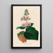 Gloxinia maculata - Gaetano Savi — kehystetty taideteos seinällä