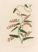 Glycine bimaculata - Gaetano Savi — näkymä teoksesta