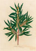 Hakea saligna - Gaetano Savi — näkymä teoksesta