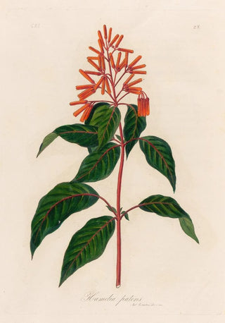 Gaetano Savi - Hamelia patens.webp