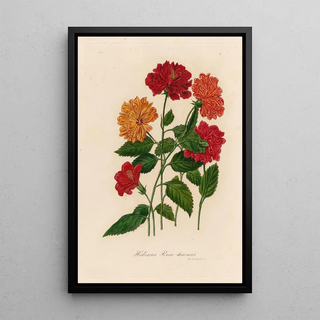 Gaetano Savi - Hibiscus Rosa sinensis.webp