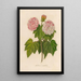 Hibiscus mutabilis - Gaetano Savi — kehystetty taideteos seinällä
