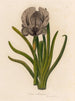 Iris susiana - Gaetano Savi — näkymä teoksesta