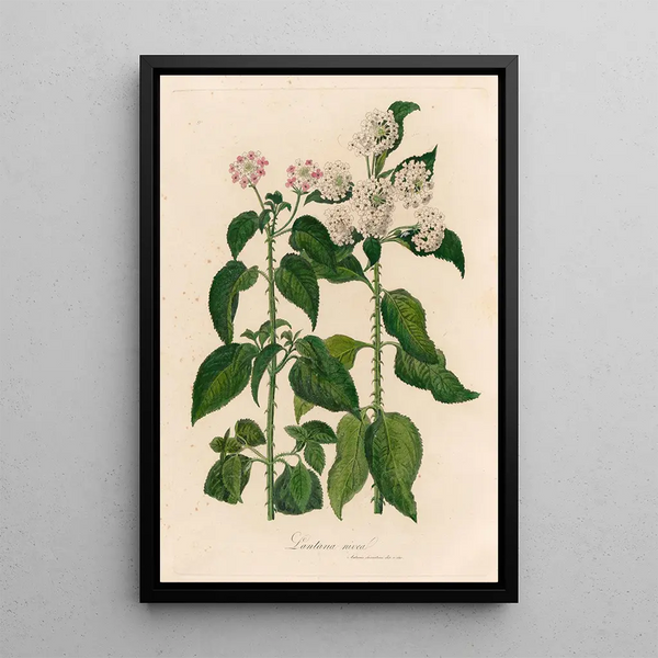 Gaetano Savi - Lantana nivea.webp
