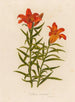 Lilium croceum - Gaetano Savi — näkymä teoksesta