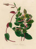 Lonicera flexuosa - Gaetano Savi — näkymä teoksesta